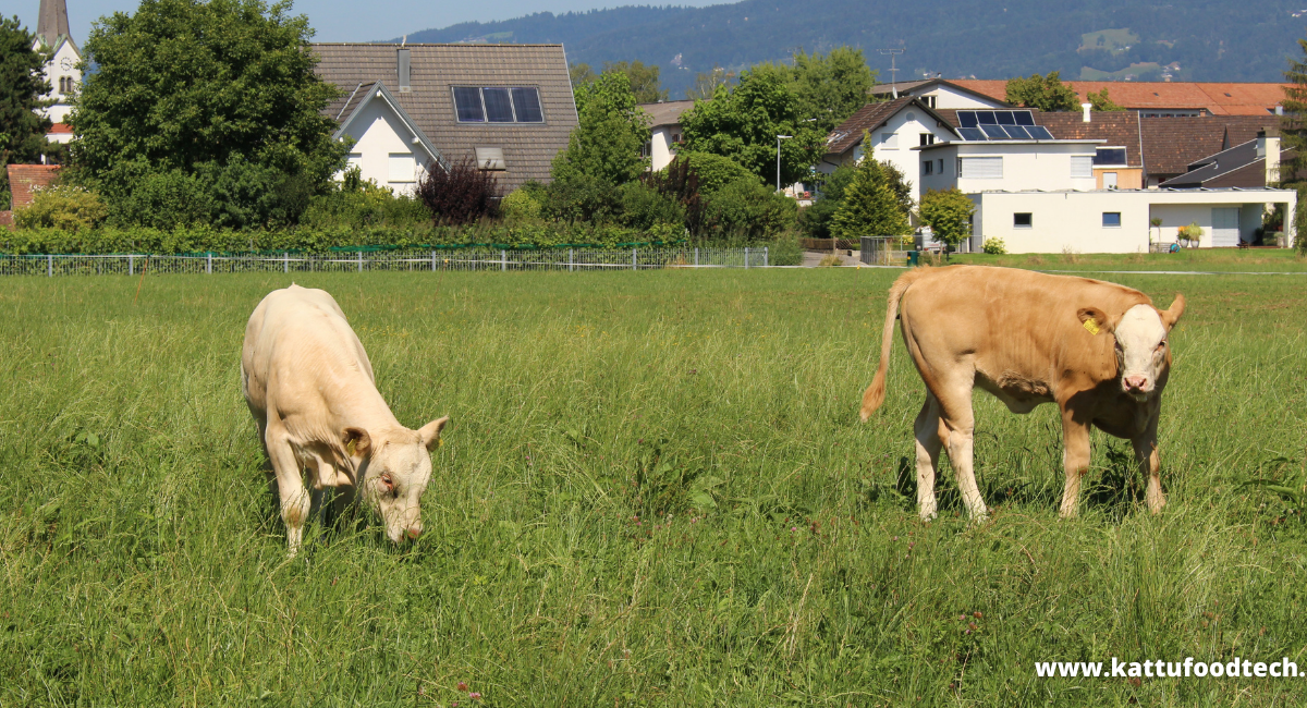 Food Science & Technology Quiz (12/11/2020)