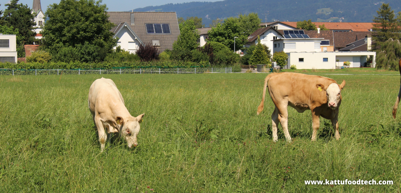 Veal Is The Meat Obtained From The Male Calves – Food Science | KATTUFOODTECH