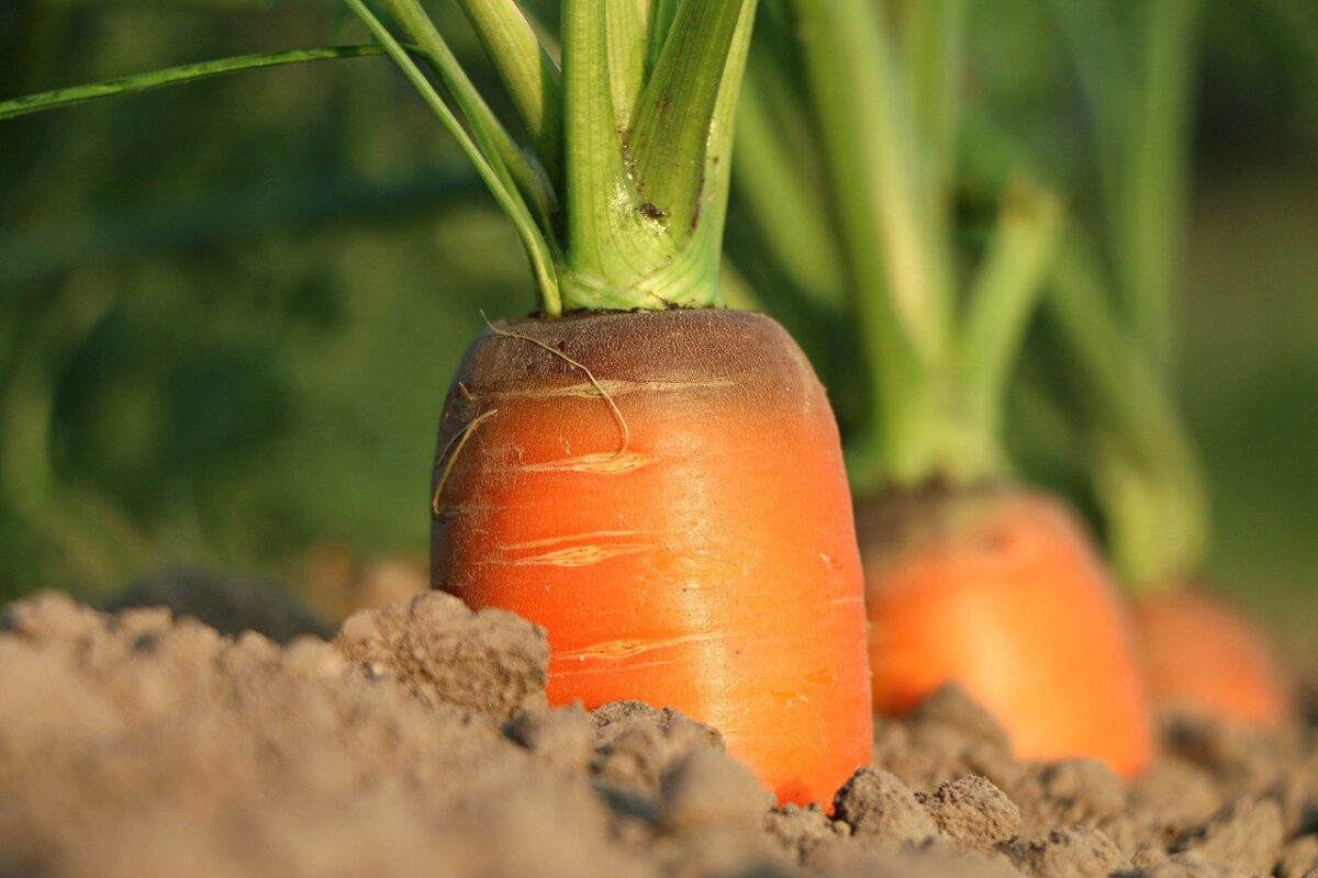 Carrots Are A Rich Source Of Carotene – Food Science & Technology