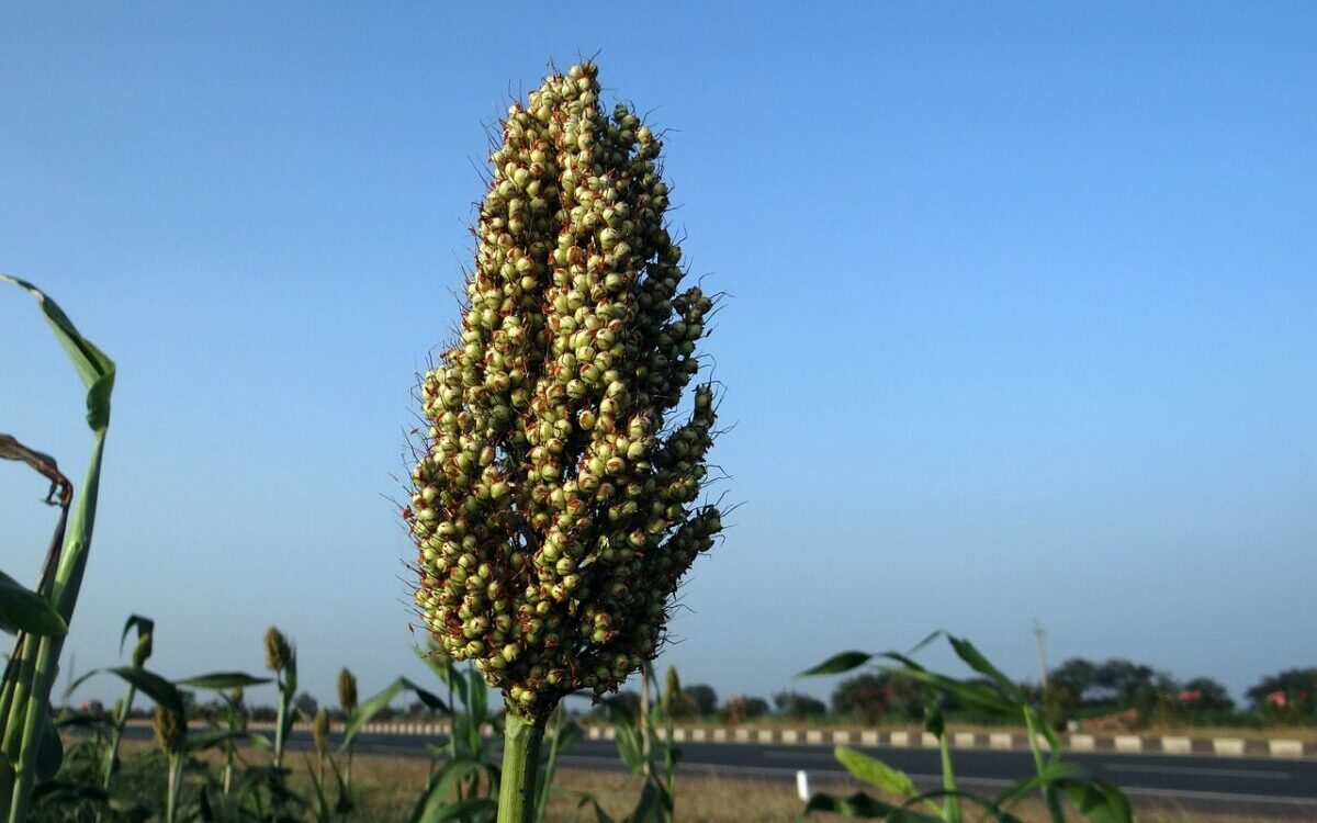 FFood Science & Technology Quiz (08/06/2021)