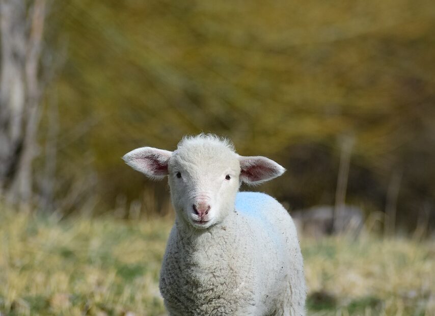 Lanolin Is Known As The Wool Fat – Food Science & technology – KATTUFOODTECH