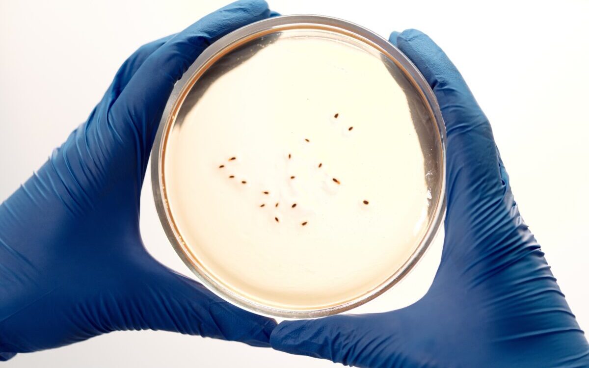 Food Science & Technology Quiz (24/01/2021)