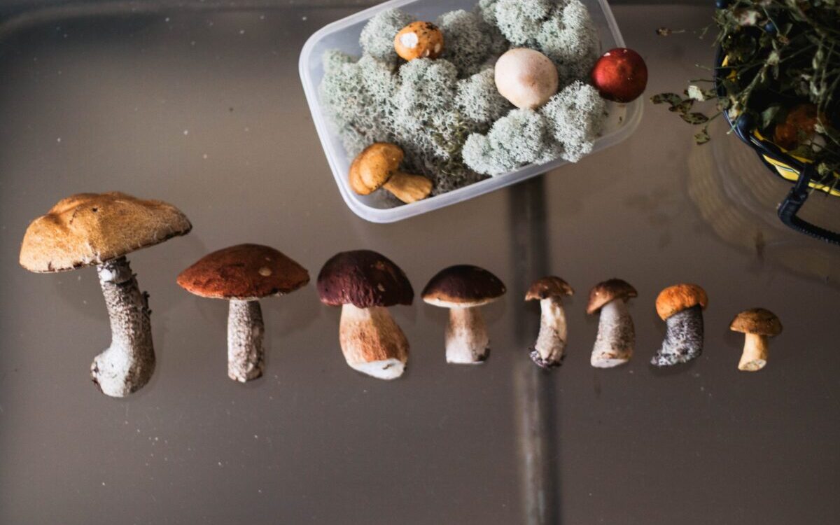 Food Science & Technology Quiz (05/01/2021)