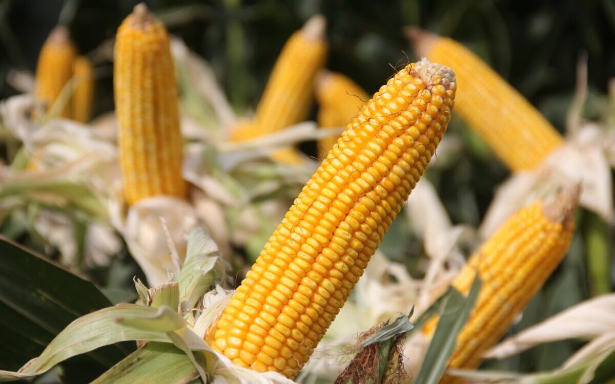 Food Science & Technology Quiz (23/01/2021)