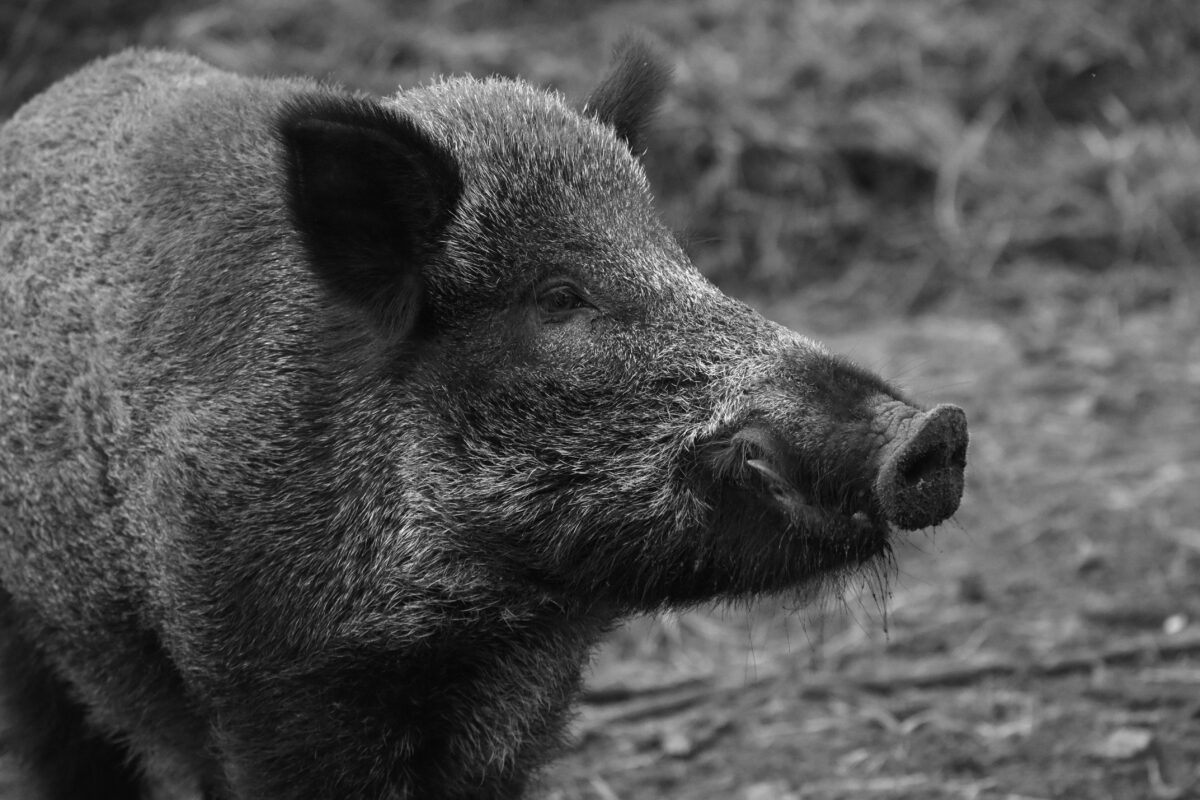 Boar Taint Is An Issue Faced By Pork Industry – Food Science | KATTUFOODTECH