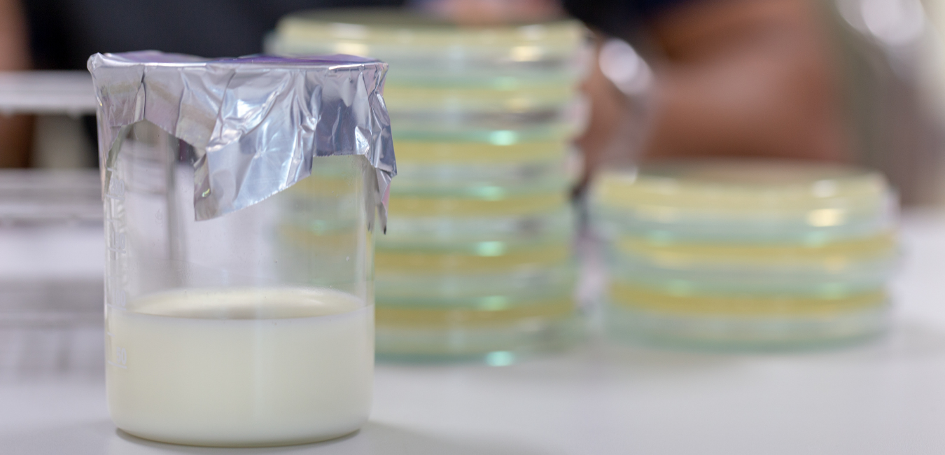 Mineral content in the milk is 0.7 – 0.8%