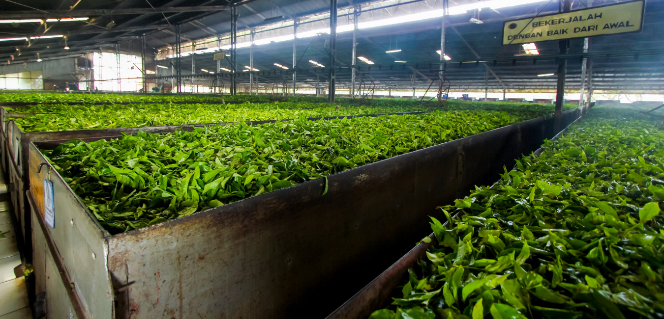 The final stage of tea processing - Food Science & Technology Quiz