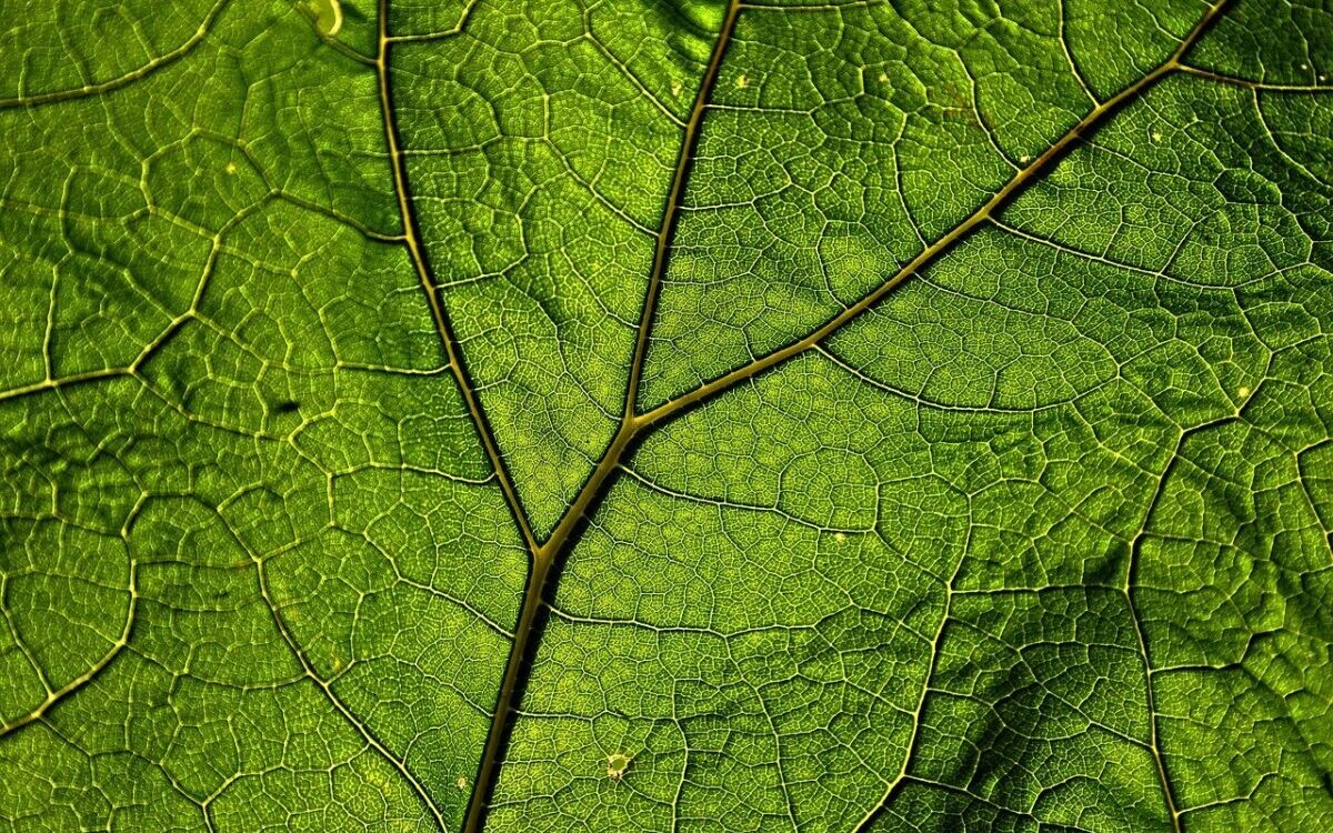 Food Science & Technology Quiz (07/08/2021)