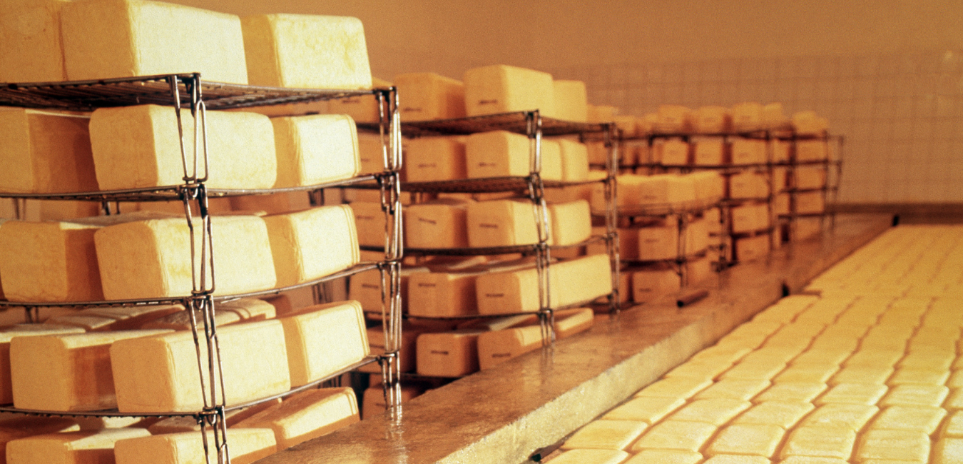 Temperature during cold curing of Cheddar