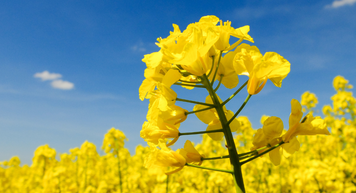 Food Science & Technology Quiz (19-10-2021)