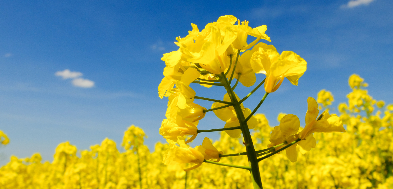 Canola Protein isolate has been the second-largest feed – Food Science