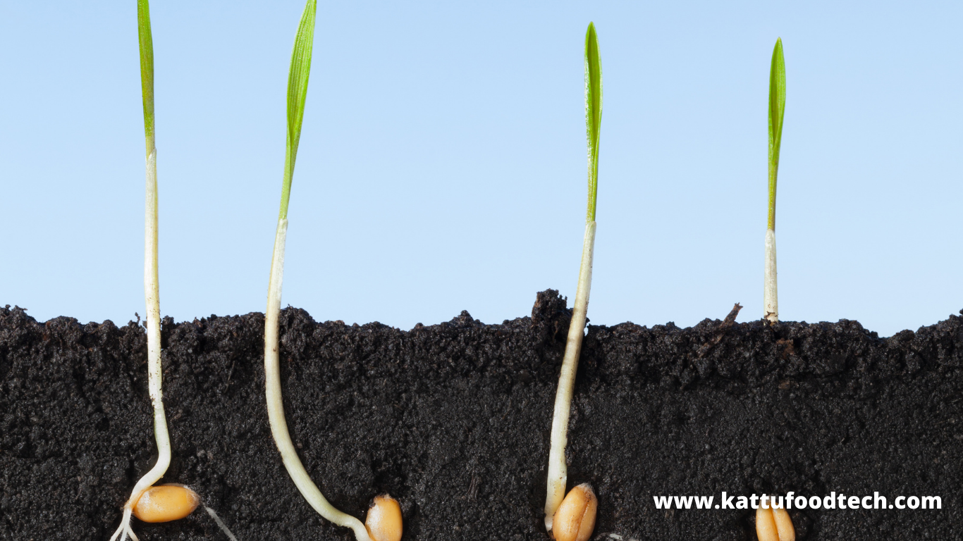 Amylase Rich Food (ARF) is made from Germinated cereals-Food Science – KATTUFOODTECH QUIZ