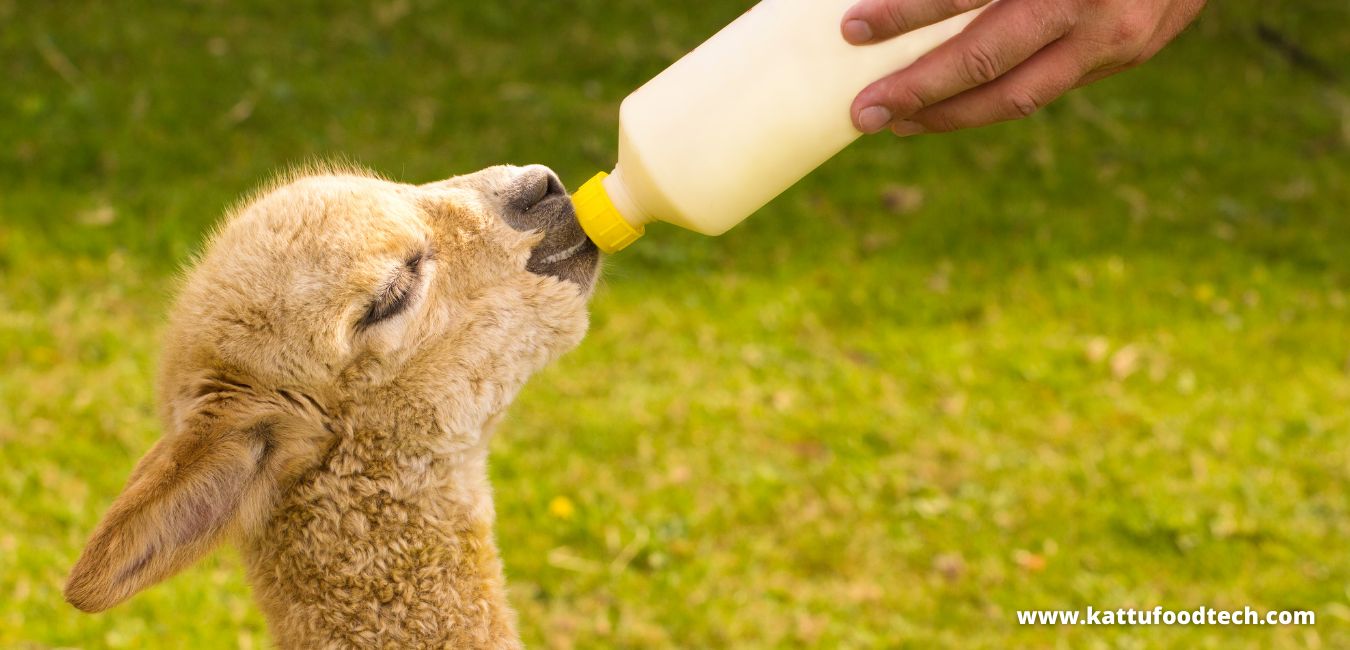 Colostrum contains a high concentration of Galacto-oligosaccharides – Food Science & Technology Quiz | KATTUFOODTECH