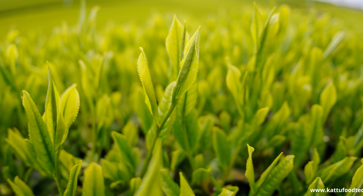 Food Science & Technology Quiz (14-03-2022)