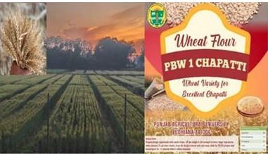 PAU develops new premium quality wheat variety to give soft chapatis