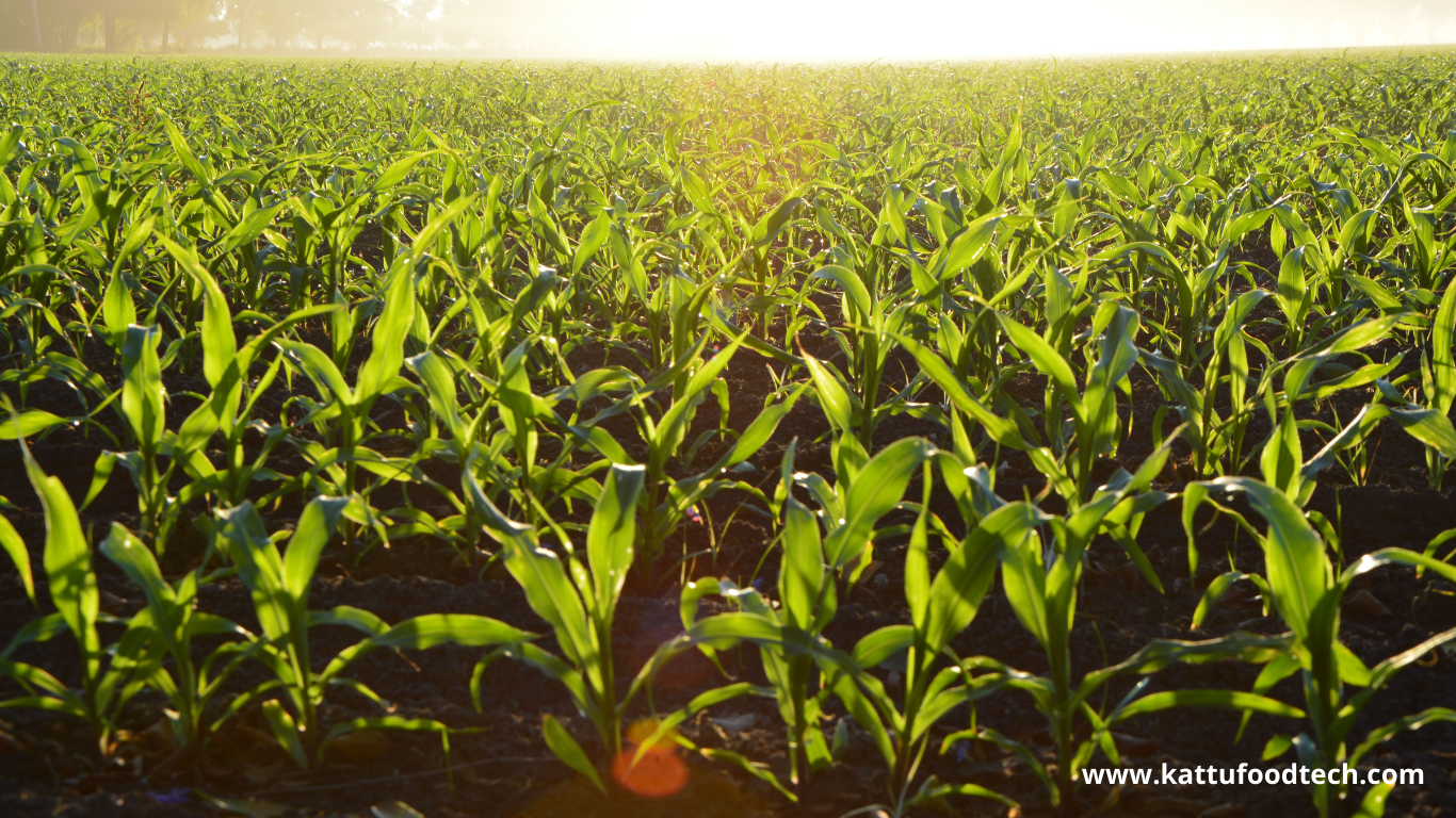 Breeding crops for improved nutritional quality is referred as Biofortification | Food Science & technology Quiz