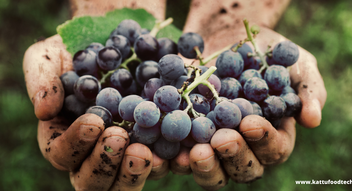 Food Science & Technology Quiz (08-04-2022)