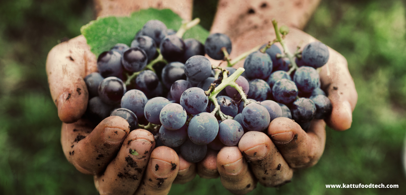 Resveratrol is found majorly in Grapes – Food Science