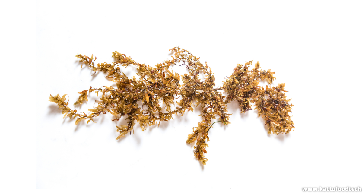 Food Science & Technology Quiz (06-04-2022)