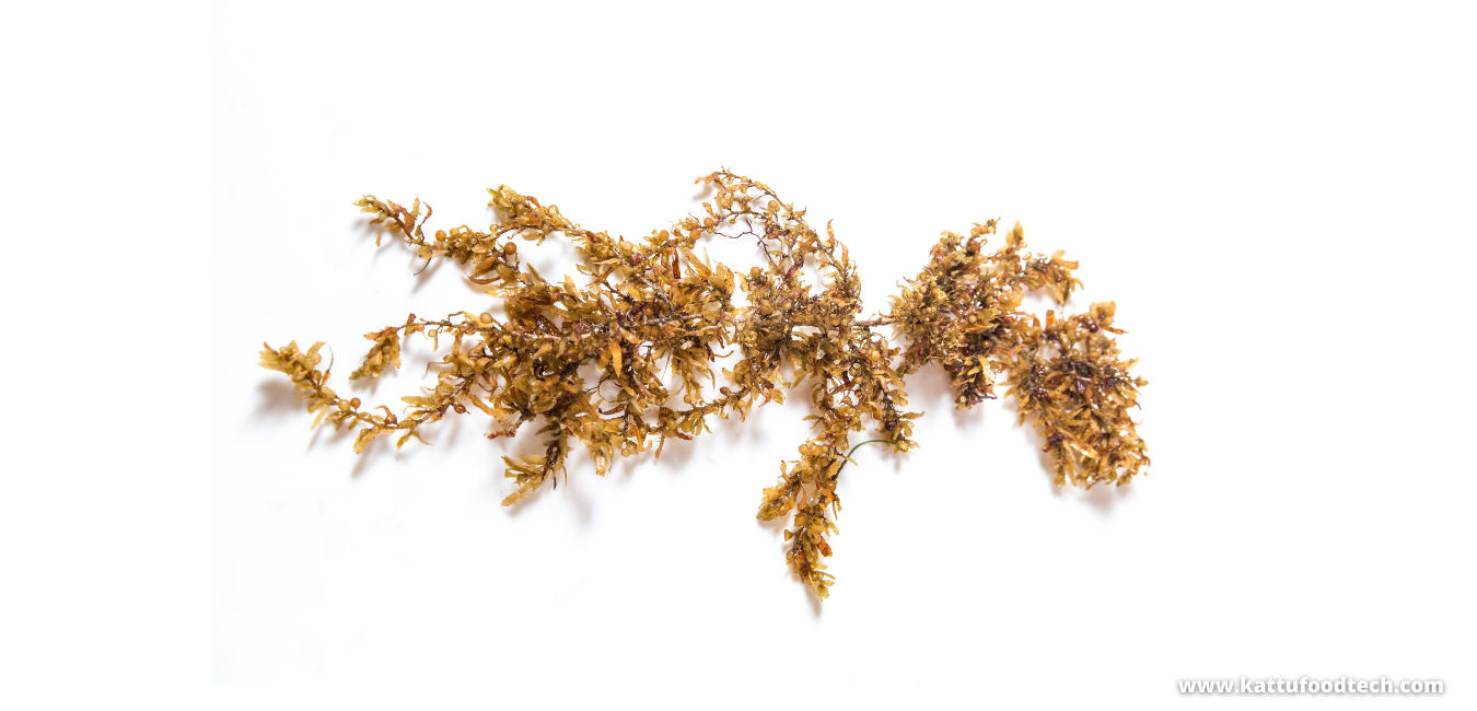 Sodium alginate is extracted from brown seaweeds – Food Science