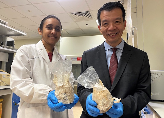 Scientists propose fungi-based protein as healthier alternative to plant-based meat