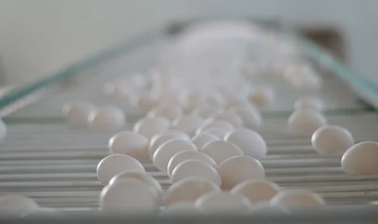 OVO Farm introduces blockchain technology in egg industry